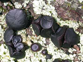 As some dry out they almost look like cup fungi. 